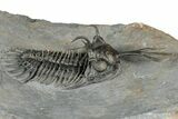 Walliserops Trilobite From Marjane, Morocco - Unusual Locality #354614-1